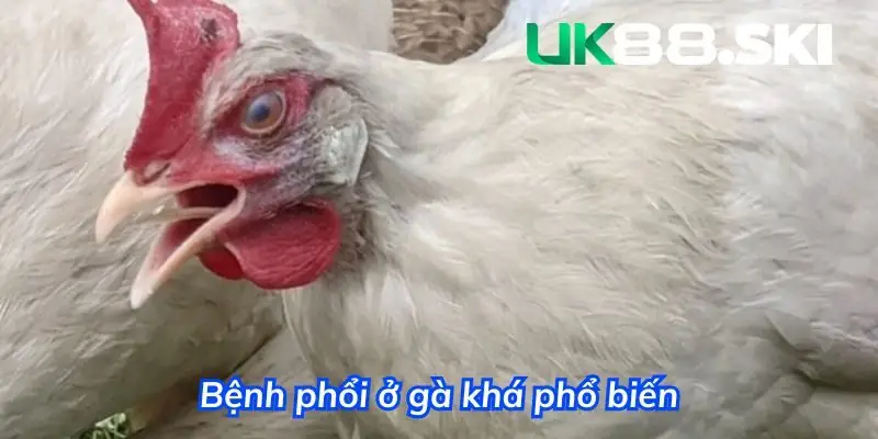 Bệnh phổi khá phổ biến ở các dòng gà đá