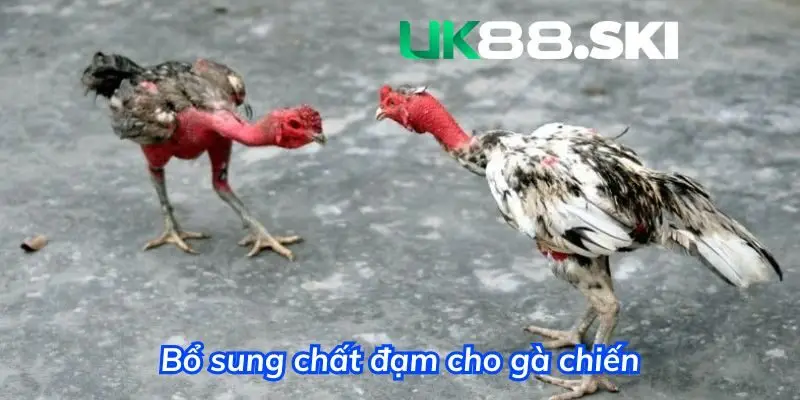 Bổ sung chất đạm cho gà chiến