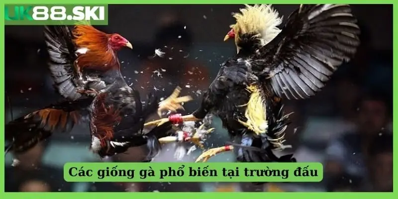 Các giống gà phổ biến tại trường đấu
