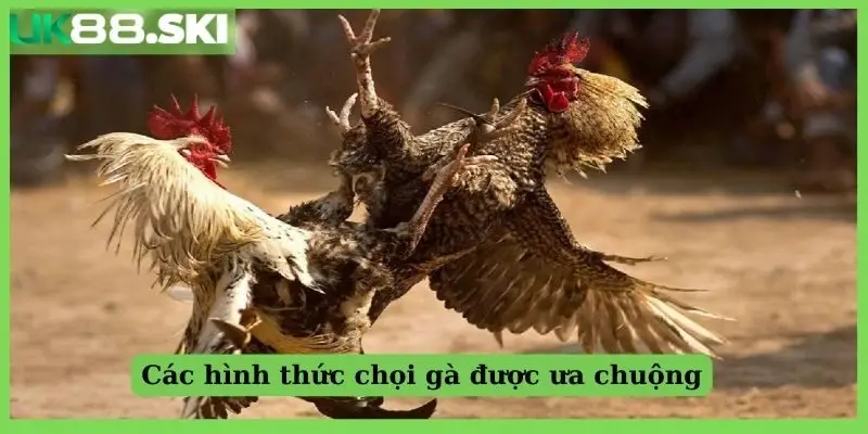 3 thể loại cá độ đá gà được ưa chuộng nhất