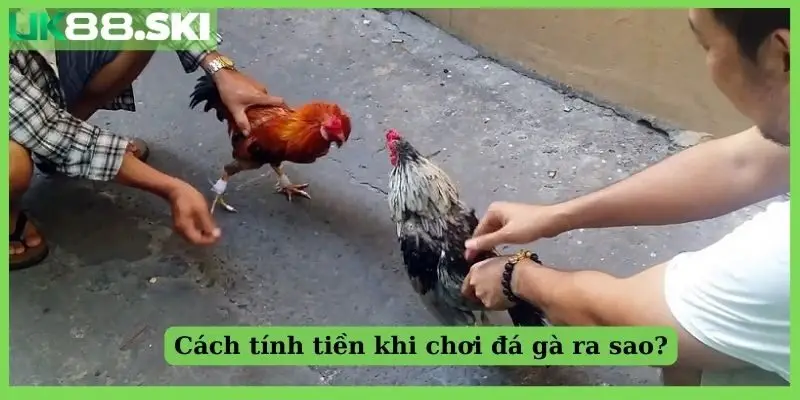 Cách tính tiền khi chơi đá gà trực tuyến