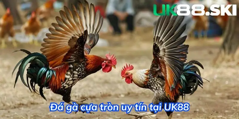 Đá gà cựa tròn - Hình thức thi đấu kịch tính nhất hiện nay