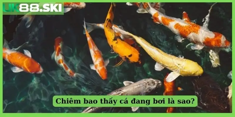 Chiêm bao thấy cá đang bơi là sao?