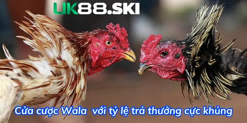 Cửa cược Wala với tỷ lệ trả thưởng cực khủng