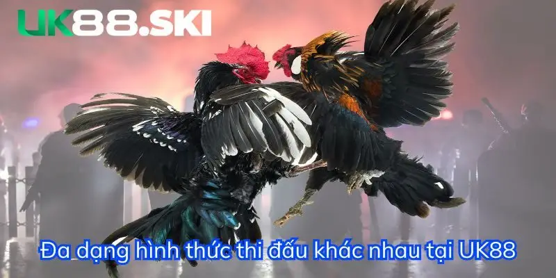 Xem đá gà Campuchia