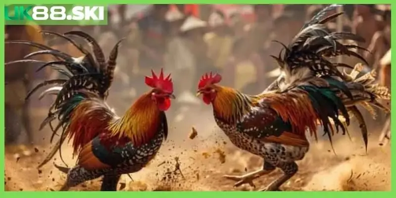 Đá gà cựa sắt là gì? Điểm qua những giống gà nổi tiếng
