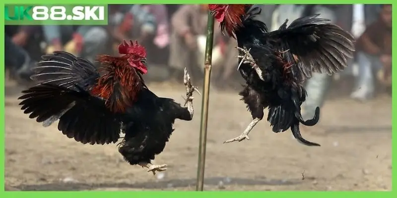 Đá gà trực tiếp C4 - Trang web đá gà uy tín nhất hiện nay