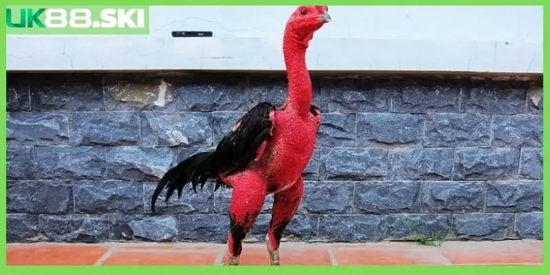 Hướng dẫn cách nuôi gà nòi đá hiệu quả nhất