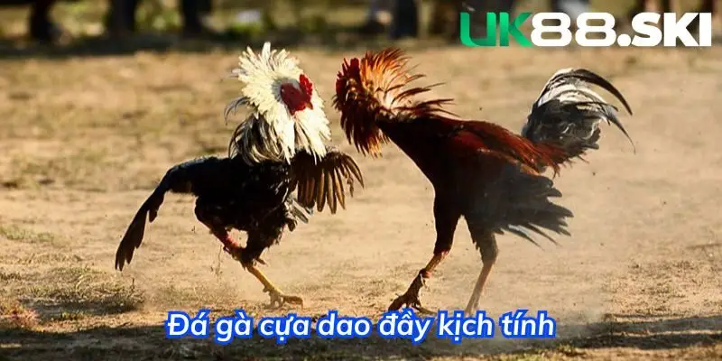 Hình thức đá cựa dao nhận được rất nhiều sự quan tâm của bet thủ