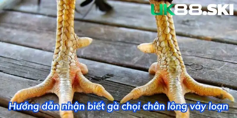 Hướng dẫn nhận biết gà chọi chân lông vảy loạn