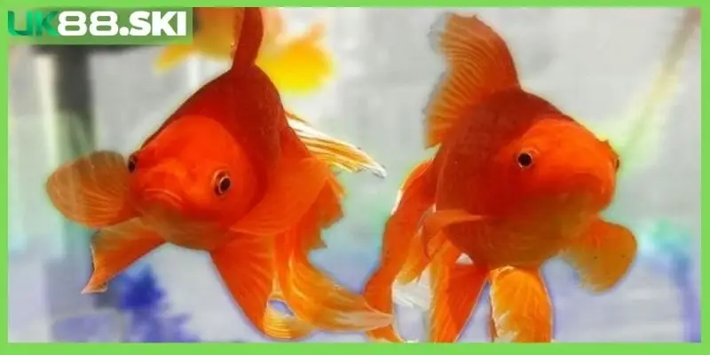 Nằm mơ thấy cá