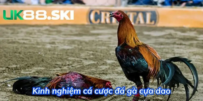 Quan sát kỹ lưỡng khi cược các trận gà đá cựa dao