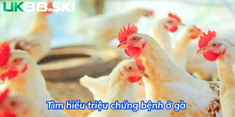 Tìm hiểu triệu chứng bệnh hen trên gà đá