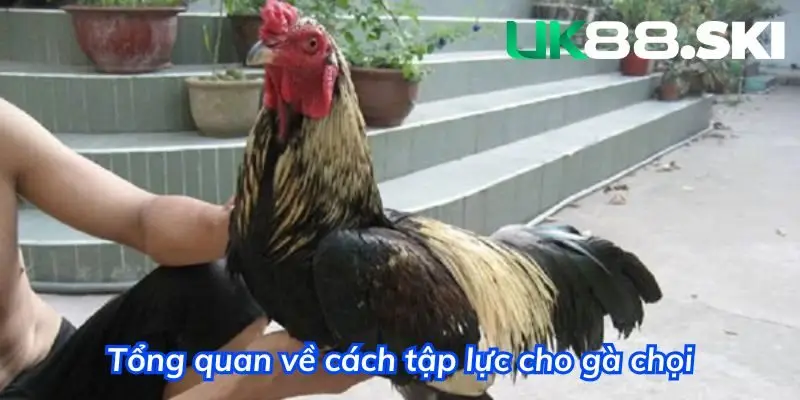 Tổng quan về phương pháp tập lực cho gà đá