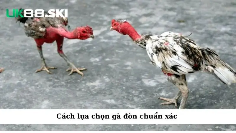 Cách lựa chọn gà đòn chuẩn xác