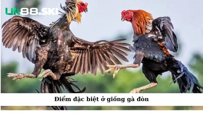 Điểm đặc biệt ở giống gà đòn